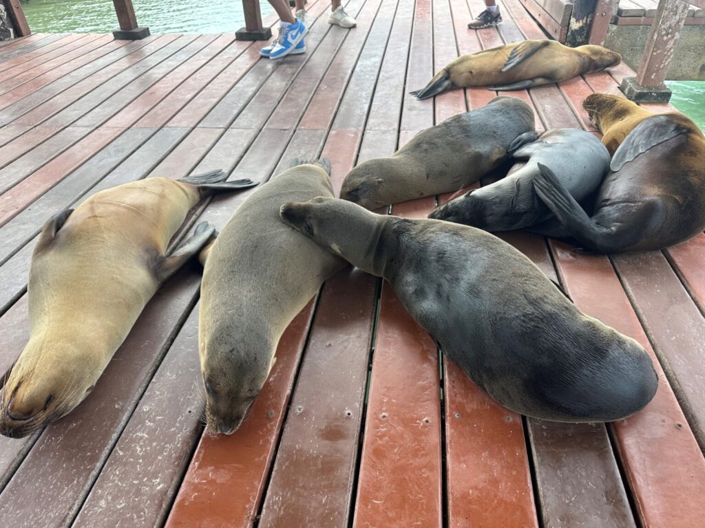 Sea lions posing for photos on the dock.