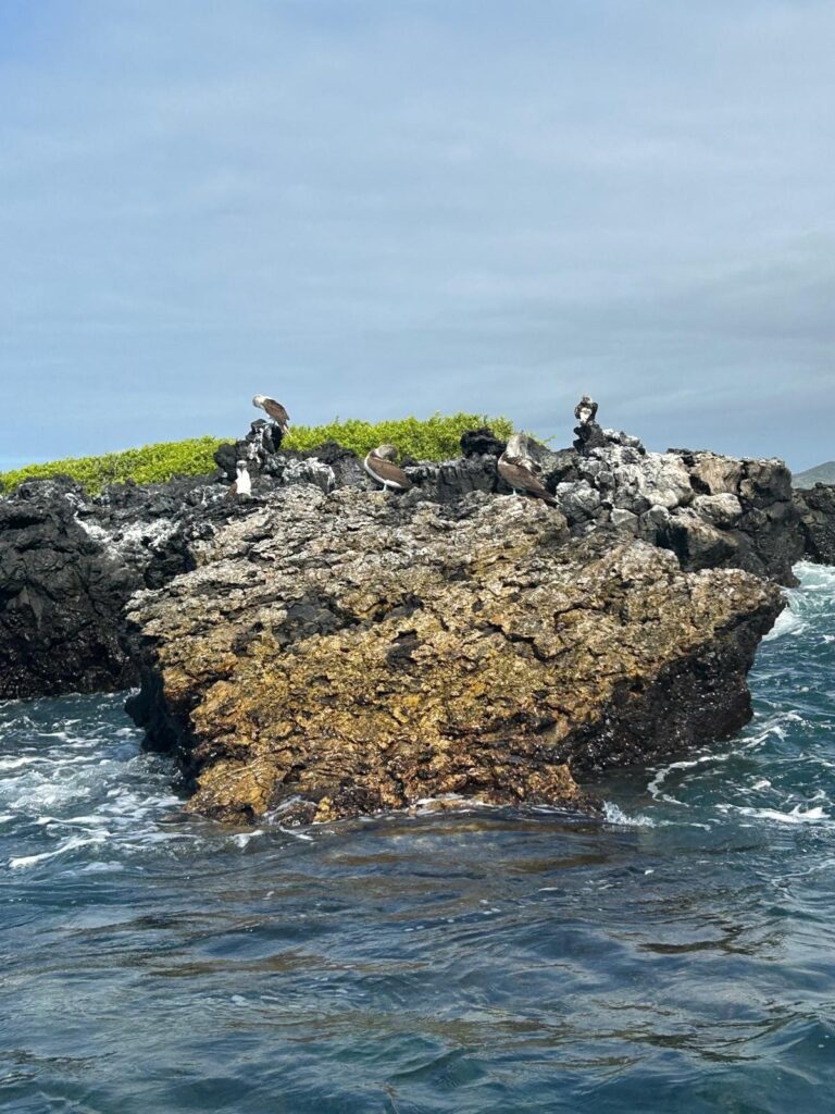 The students got up close with Galapagos penguins on Isabela Island.